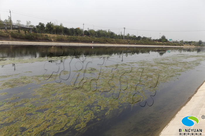 水绵治理前