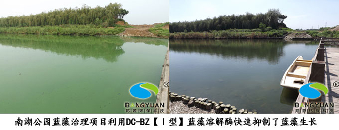 邦源环保蓝藻生物治理产品DC-BZ【I型】蓝藻溶解酶应用于项目效果图