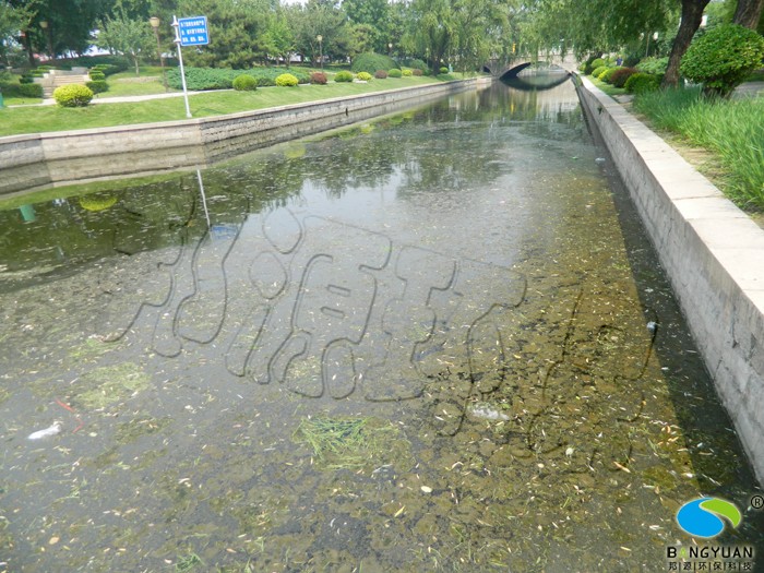 东土城沟水体治理前，水绵爆发