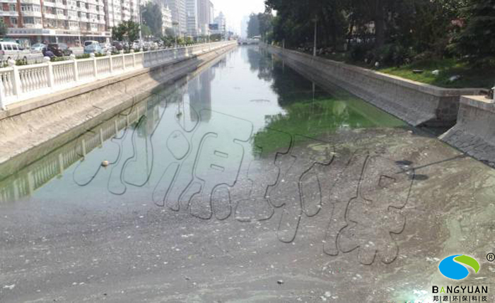 雨后放晴，同时出现蓝藻与黑臭现象