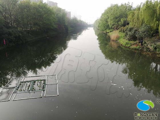 中心河河道生物治理项目治理前效果