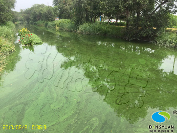 张贵庄小王庄蓝藻生物治理项目蓝藻大面积爆发