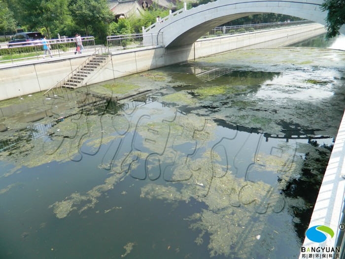 水体治理前，水绵大面积爆发