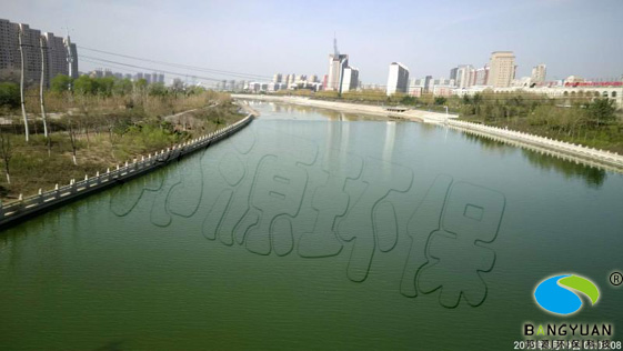 河道治理前，水质差，水体发绿，有腥臭味